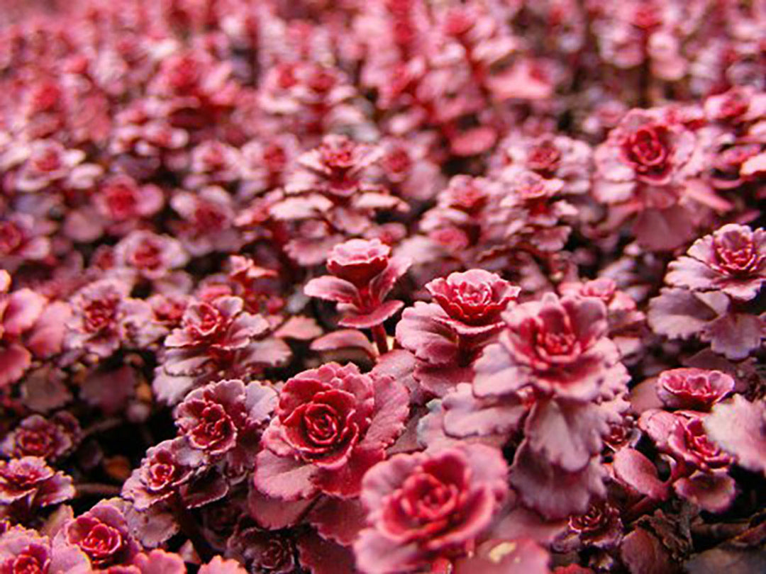 7 Chakra Cystals Roll-On Infused with Essential Oil